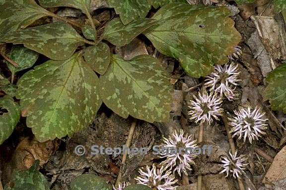 pachysandra procumbens 1 graphic